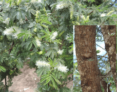Mimosa tenuiflora