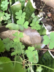 Oxalis dillenii