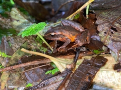 Craugastor podiciferus