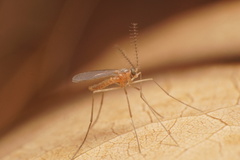 Monarthropalpus flavus