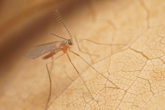 Monarthropalpus flavus