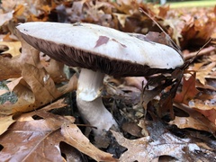 Agaricus campestris