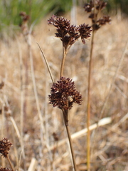 Juncus canadensis