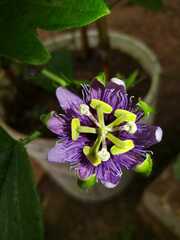 Passiflora menispermifolia