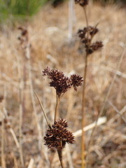 Juncus canadensis