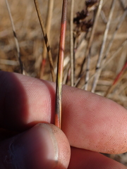 Juncus canadensis
