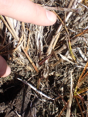 Juncus canadensis
