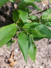 Dichanthelium boscii