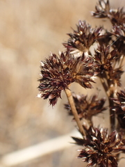 Juncus canadensis
