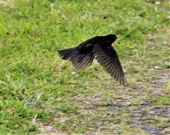 Turdus merula azorensis