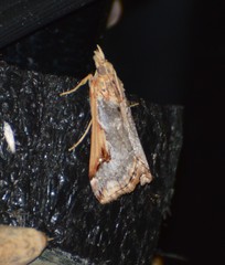Loxostege albiceralis