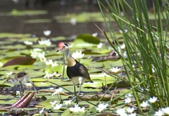 Irediparra gallinacea