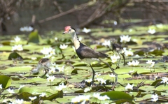 Irediparra gallinacea