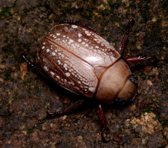 Anoplognathus concolor
