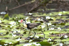 Irediparra gallinacea
