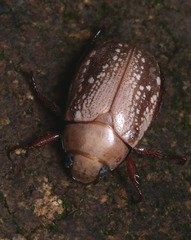Anoplognathus concolor
