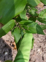 Dichanthelium boscii