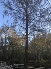 Taxodium distichum