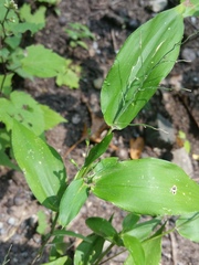 Dichanthelium boscii