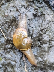 Helicarion cuvieri