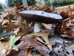 Agaricus campestris