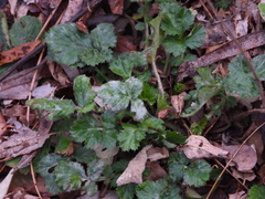 Erysiphe cruciferarum