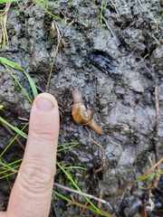 Helicarion cuvieri