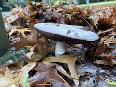 Agaricus campestris