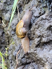 Helicarion cuvieri