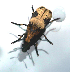 Euparius didymus