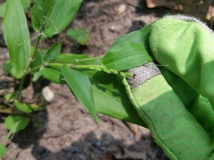 Dichanthelium boscii