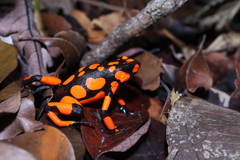 Oophaga solanensis