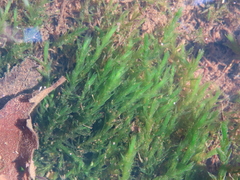 Fontinalis antipyretica