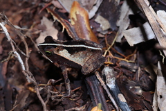 Rhinella alata