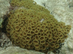 Palythoa grandiflora