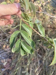 Sambucus cerulea