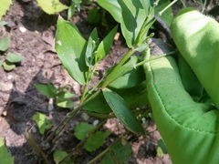 Dichanthelium boscii