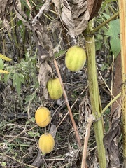 Cucurbita foetidissima