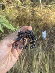 Sambucus cerulea