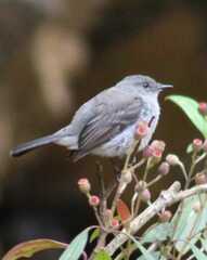 Serpophaga nigricans