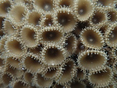 Palythoa grandiflora