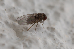 Drosophila