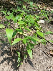 Dichanthelium boscii