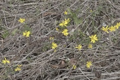 Heterotheca subaxillaris