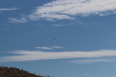 Buteo jamaicensis calurus