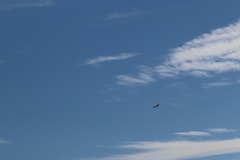 Buteo jamaicensis calurus