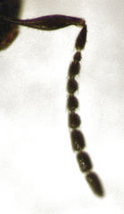 Platygaster podocarpi