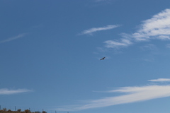 Buteo jamaicensis calurus