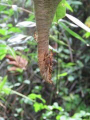 Angiopolybia