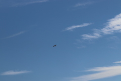 Buteo jamaicensis calurus